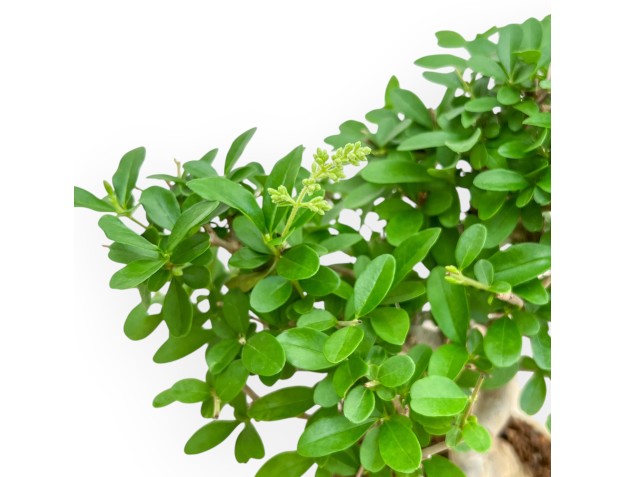 Ligustrum - Ligustro - 24 cm 2