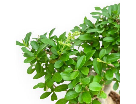 Ligustrum - Ligustro - 24 cm