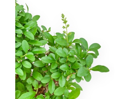 Ligustrum - Privet - 24 cm
