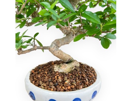 Ligustrum - Privet - 24 cm