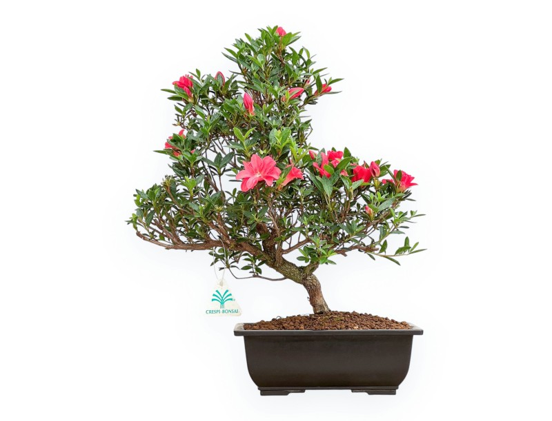 Rhododendron Indicum Miyu No Kagayaki - Azalee - 41 cm