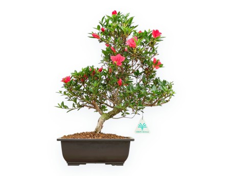 Rhododendron Indicum Miyu No Kagayaki - Azalee - 41 cm