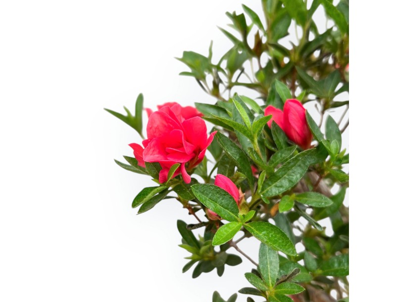 Rhododendron Indicum Miyu No Kagayaki - Azalea - 41 cm