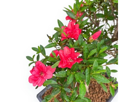 Rhododendron Indicum Miyu No Kagayaki - Azalea - 41 cm