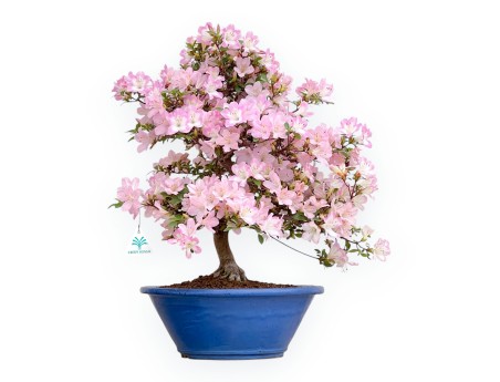 Rhododendron Indicum Sakurakomachi - Azalea - 54 cm