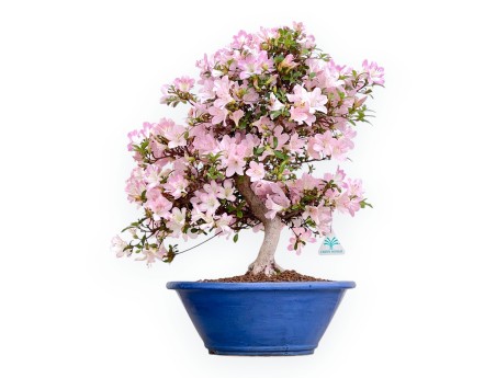 Rhododendron Indicum Sakurakomachi - Azalea - 54 cm