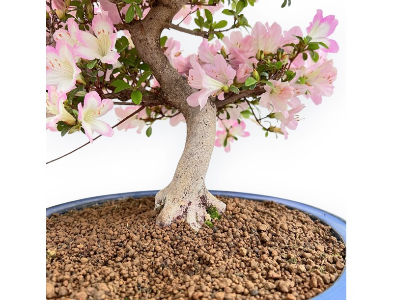 Rhododendron Indicum Sakurakomachi - Azalea - 54 cm
