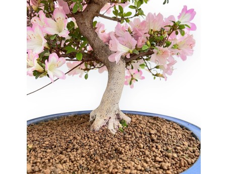 Rhododendron Indicum Sakurakomachi - Azalea - 54 cm