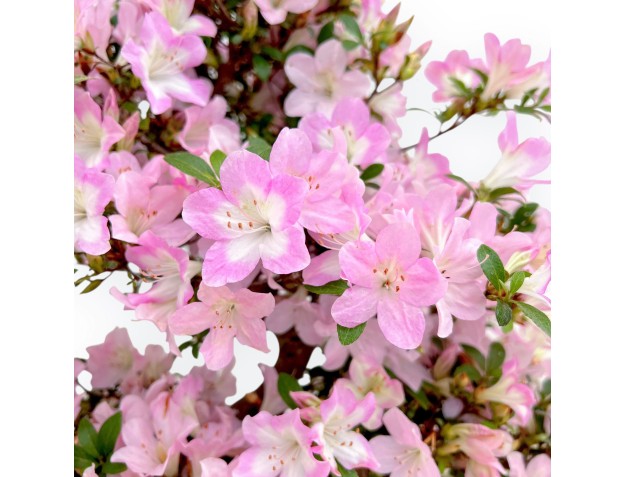 Rhododendron Indicum Sakurakomachi - Azalea - 54 cm 2