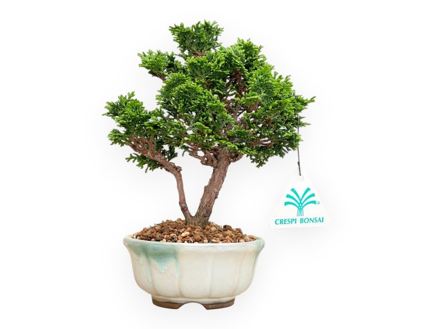 Chamaecyparis Obtusa - Falso Cipresso - 20 cm