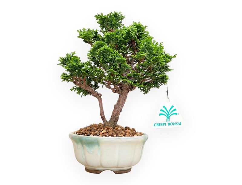 Chamaecyparis Obtusa - False Cypress - 20 cm