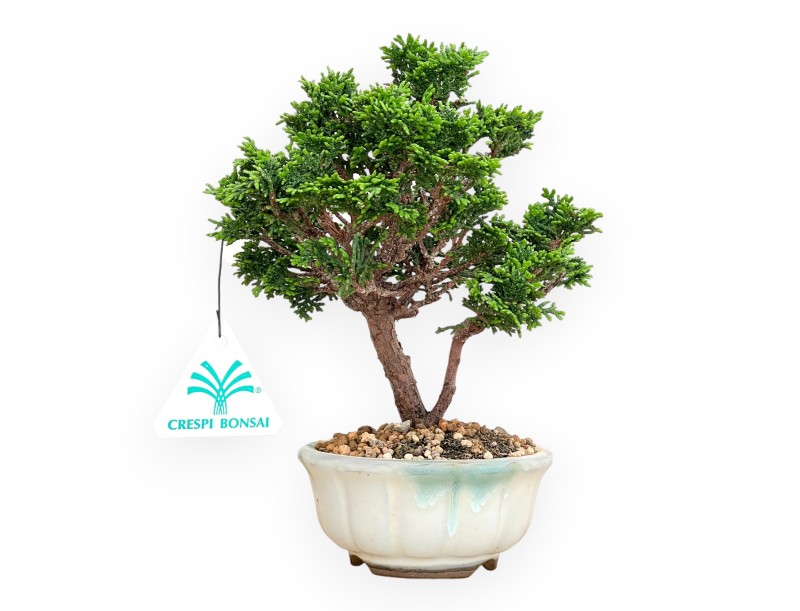 Chamaecyparis Obtusa - Falso Cipresso - 20 cm
