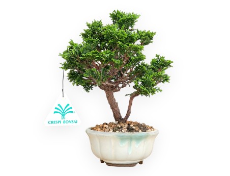 Chamaecyparis Obtusa - Falso Cipresso - 20 cm