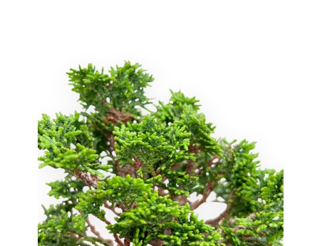 Chamaecyparis Obtusa - False Cypress - 20 cm