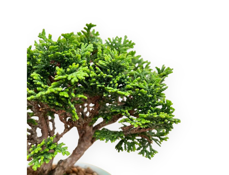 Chamaecyparis Obtusa - Falso Cipresso - 15 cm