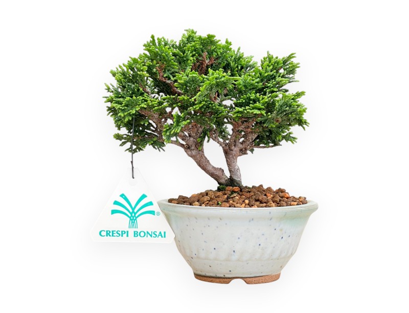 Chamaecyparis Obtusa - Falso Cipresso - 15 cm