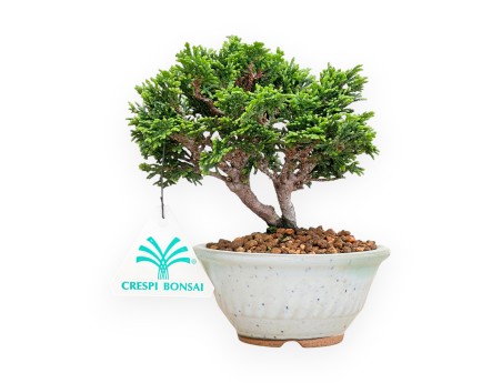 Chamaecyparis Obtusa - Falso Cipresso - 15 cm