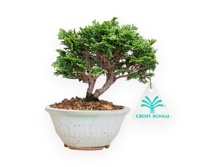 Chamaecyparis Obtusa - Faux Cyprès - 15 cm