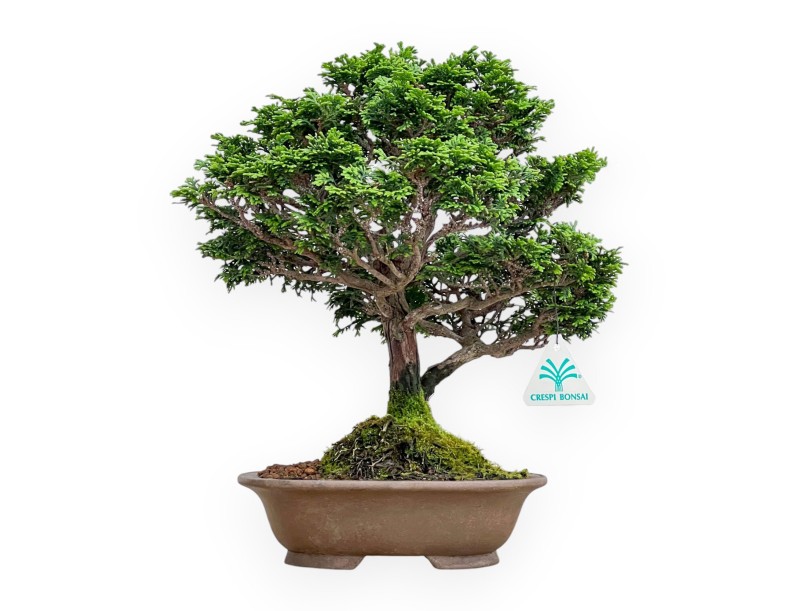 Chamaecyparis Obtusa - False Cypress - 31 cm
