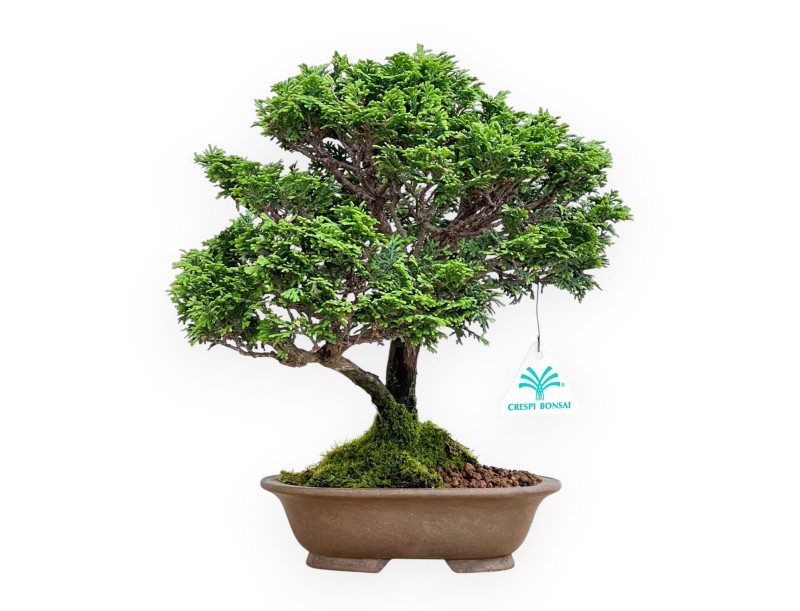 Chamaecyparis Obtusa - Falso Cipresso - 31 cm