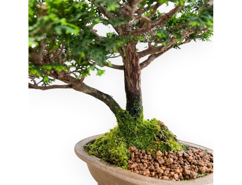 Chamaecyparis Obtusa - False Cypress - 31 cm