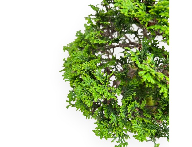 Chamaecyparis Obtusa - False Cypress - 31 cm 2