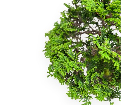 Chamaecyparis Obtusa - False Cypress - 31 cm