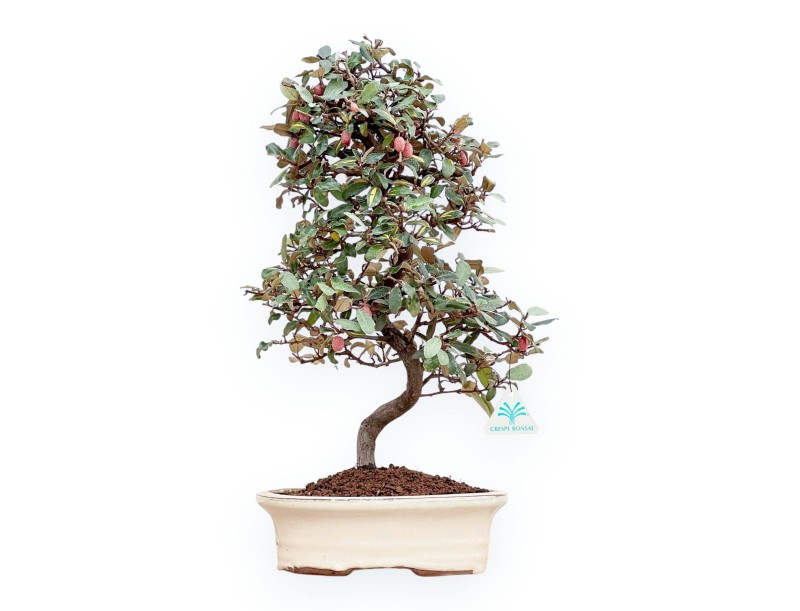 Elaeagnus Pungens - Stinging Olive - 47 cm