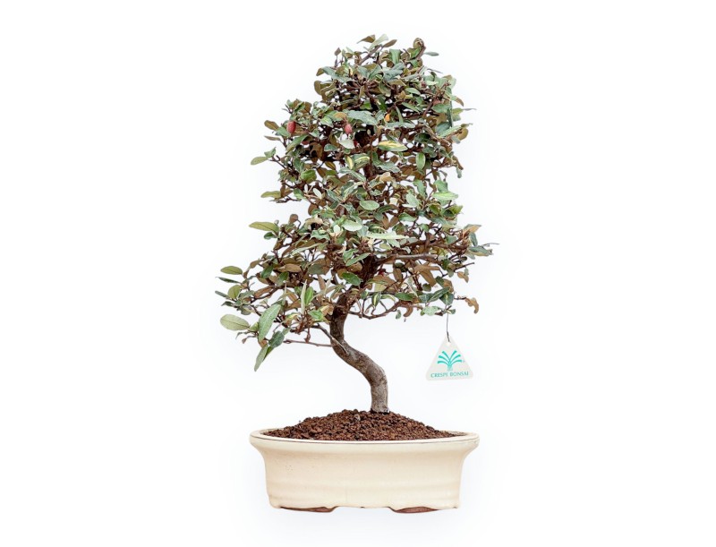 Elaeagnus Pungens - Oléastre Épineux - 47 cm