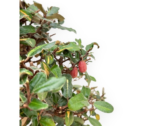Elaeagnus Pungens - Olivo Pungente - 47 cm 2