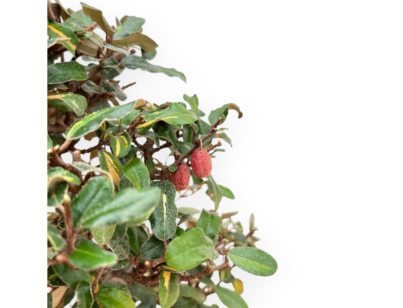 Elaeagnus Pungens - Stinging Olive - 47 cm