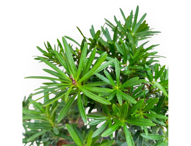 Podocarpus Macrophylla - Podokarp - 42 cm