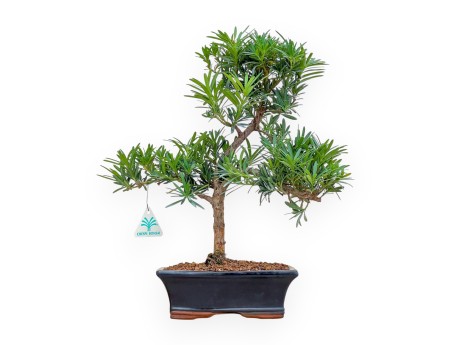 Podocarpus Macrophylla - Podocarpe - 42 cm