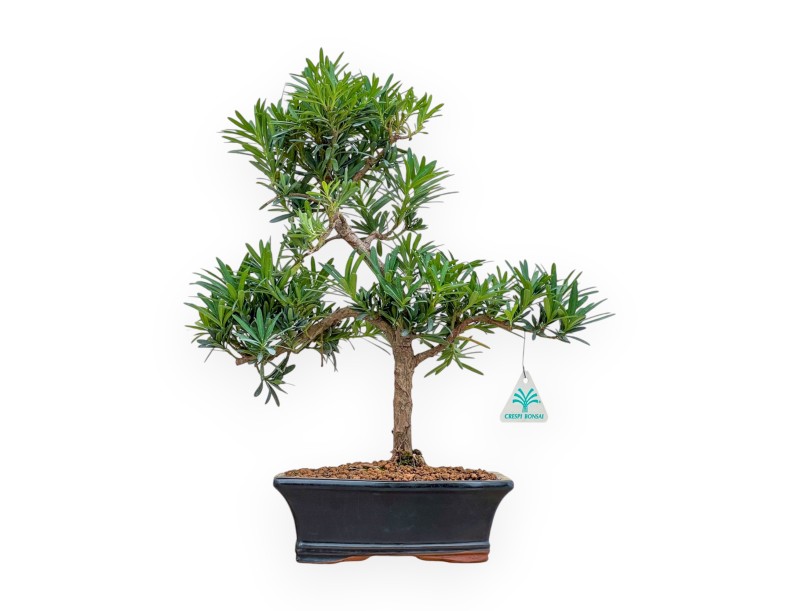 Podocarpus Macrophylla - Podocarpe - 42 cm