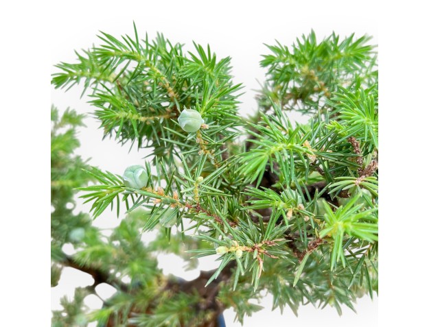 Juniperus Rigida - Wacholder - 36 cm 2