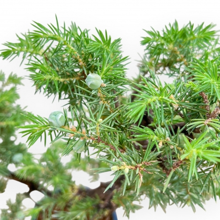 Juniperus Rigida - Wacholder - 36 cm