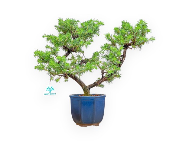Juniperus Rigida - Ginepro - 36 cm