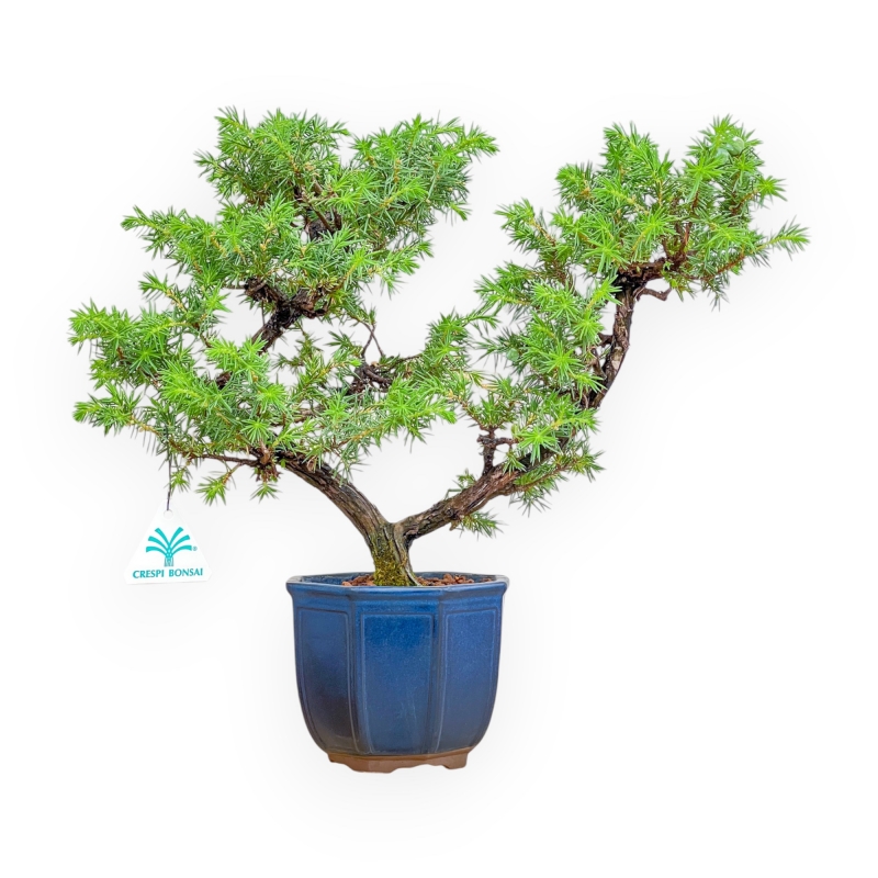 Juniperus Rigida - Wacholder - 36 cm