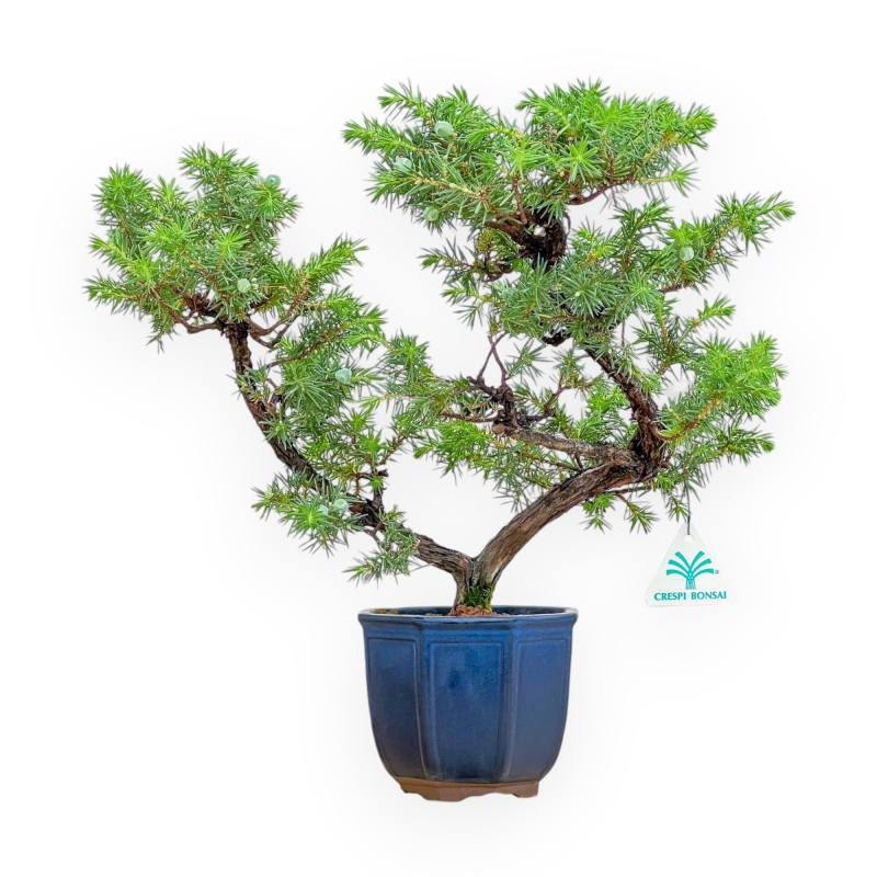 Juniperus Rigida - Wacholder - 36 cm