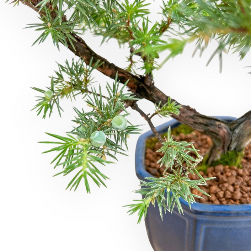 Juniperus Rigida - Juniper - 36 cm