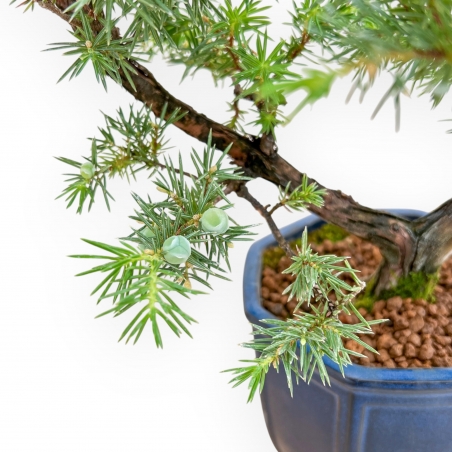 Juniperus Rigida - Genévrier - 36 cm