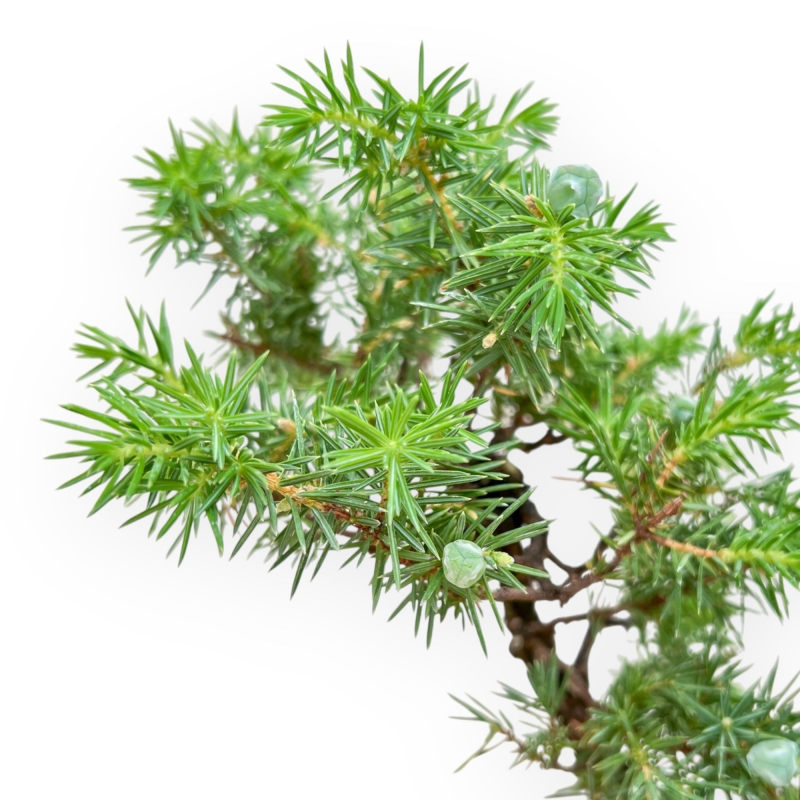 Juniperus Rigida - Juniper - 36 cm