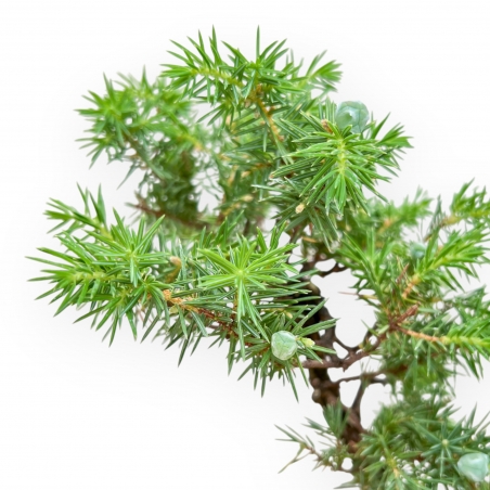 Juniperus Rigida - Juniper - 36 cm