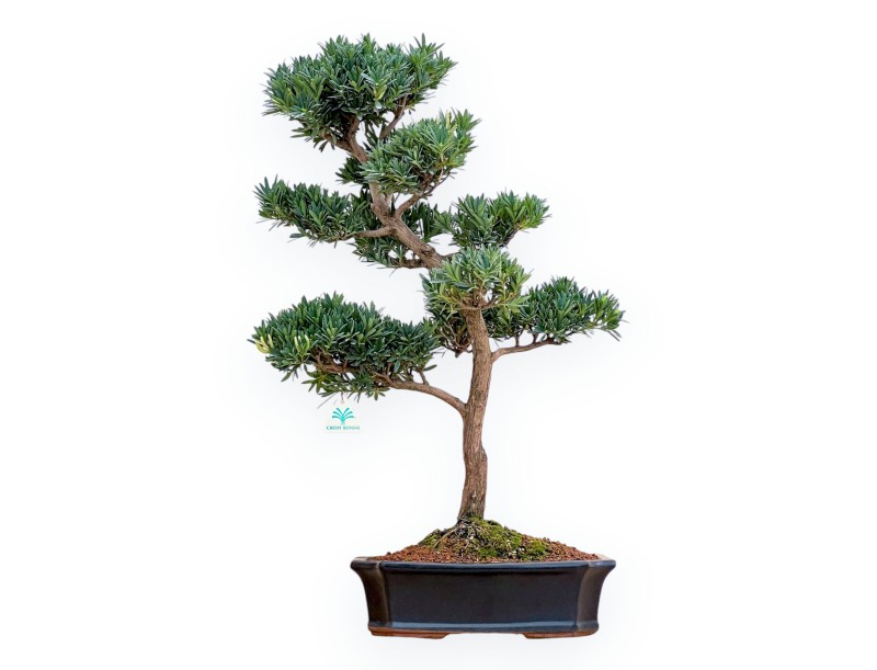 Podocarpus Macrophylla - Podocarp - 69 cm