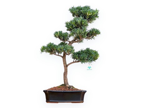 Podocarpus Macrophylla - Podocarp - 69 cm