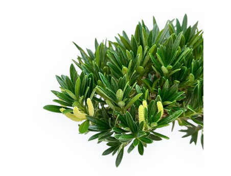 Podocarpus Macrophylla - Podocarpo - 69 cm