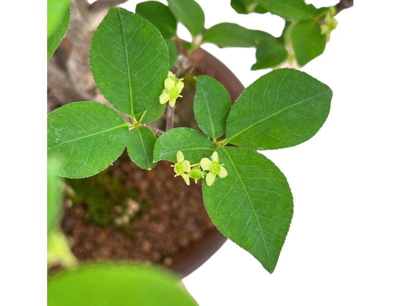 Euonymus Alatus - Spindle - 40 cm