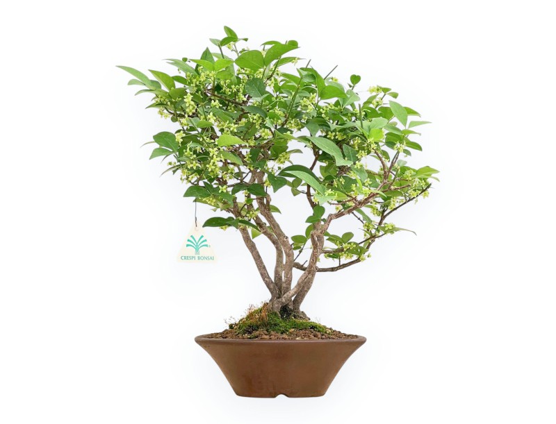 Euonymus Alatus - Fusain - 40 cm
