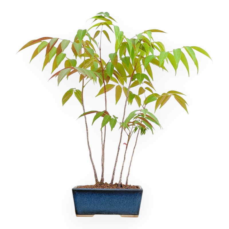 Rhus succedanea - Freilandbonsai im Waldstil