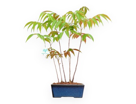 Rhus succedanea - Woodland-style outdoor bonsai